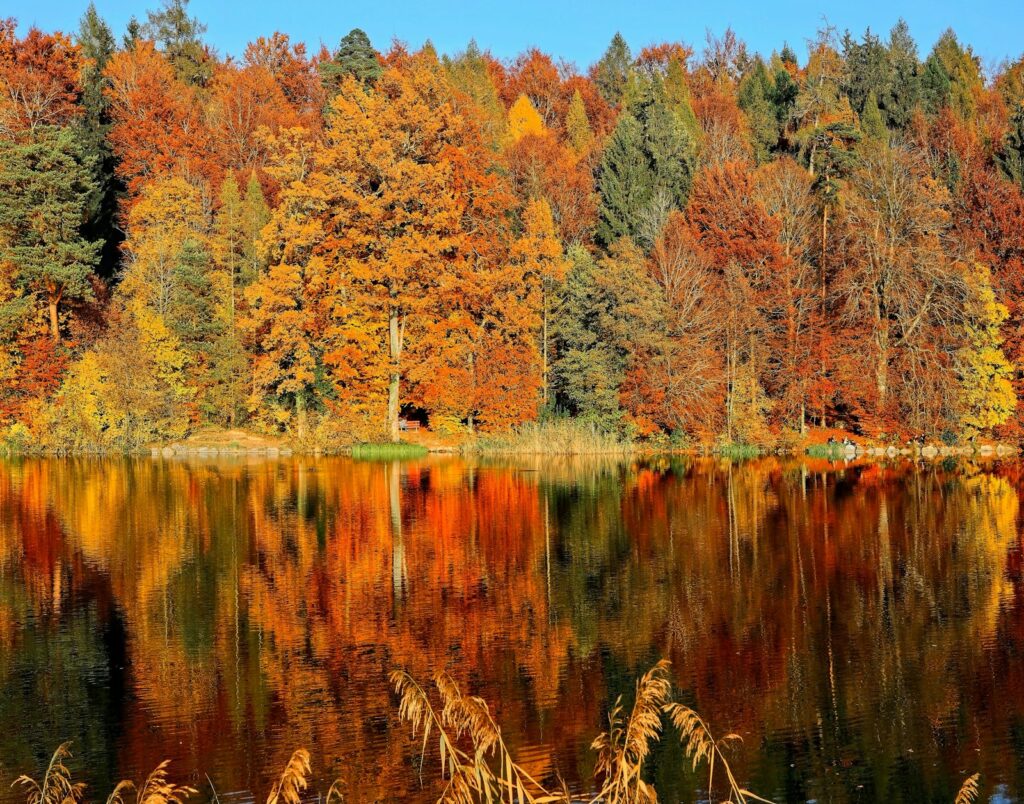 Herfstbos in Vlaanderen met gouden bladeren langs het wandelpad
